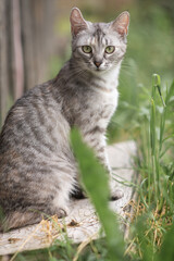Fototapeta premium Beautiful village cat in a summer village.