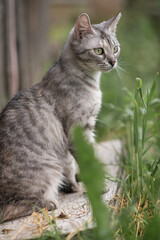 Obraz premium Beautiful village cat in a summer village.