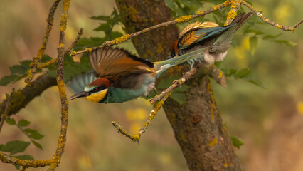 Bienenfresser Abflug 