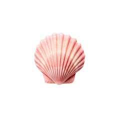  Pink seashell isolated on white background for summer designs, marine-themed projects, ocean education materials, and nature-inspired graphics
