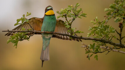 Bienenfresser ruht sich aus
