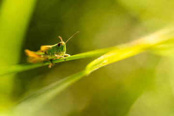 A grasshopper (Gomphocerinae) sitting on a blade of grass