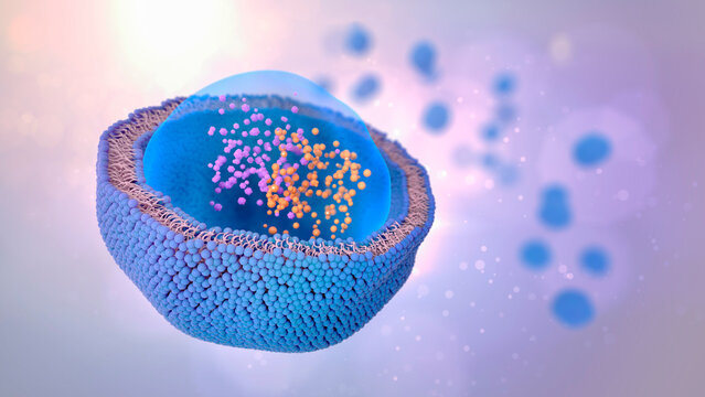 Liposome cross section with molecules or nanoparticles enclosed by a lipid bilayer. Liposomes can be used as drug or dietary and nutritional supplements delivery vehicles. 3d illustration. 