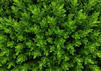 Obraz premium Close up of vibrant green hebe plant foliage, showing dense leaves