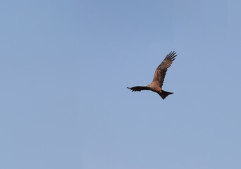 A black kite hovers against the background of a blue and clear sky, looking for food..