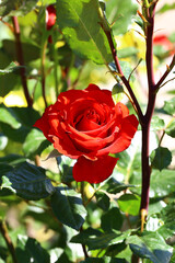 A red rose in the middle of green leaves under raindrops...