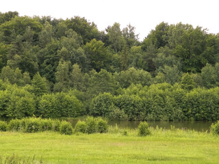 Little pond in front of forest. Beauty of summer nature.
