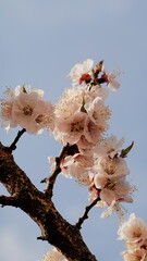Spring Apricot Blossoms Close Up on Tree Branch Against Clear Blue Sky