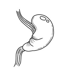 Human stomach sketch vector illustration. Hand drawn stomach anatomy