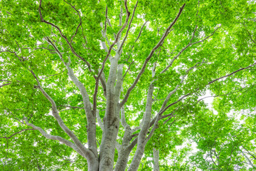 green leaves in the forest