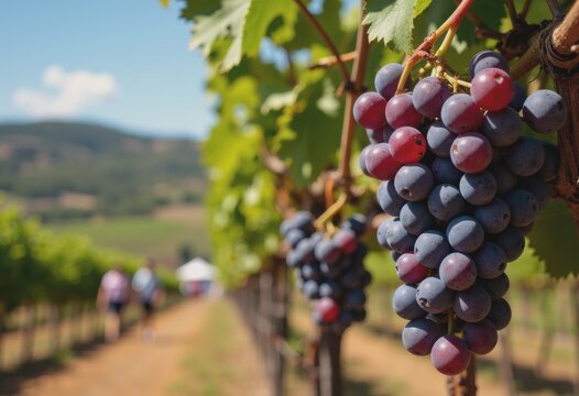 Lush vineyard with ripe grapes ready for São Martinho wine tasting festival