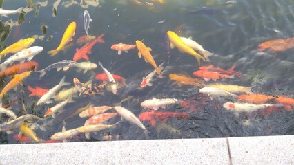 🎨 A Splash of Color: Mesmerizing Koi Fish in Crystal Waters 🐠