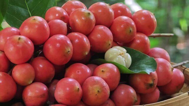 Baccaurea parviflora, sour red fruit.