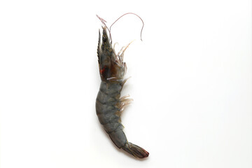 Fresh shrimp or Raw shrimp form shrimp farming in pond