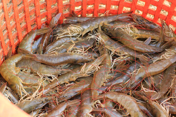 Fresh shrimp or Raw shrimp form shrimp farming in pond