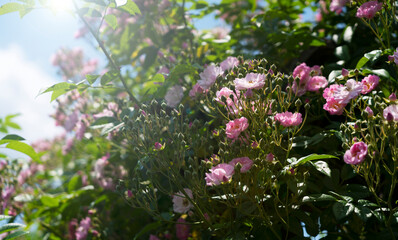 Roses in the Sunlight and Blue Sky