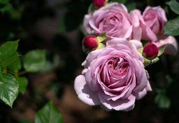 Pink Roses Blooming in the Garden