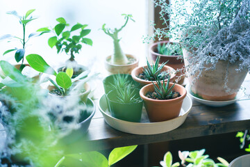 窓辺に並べられた植物の鉢