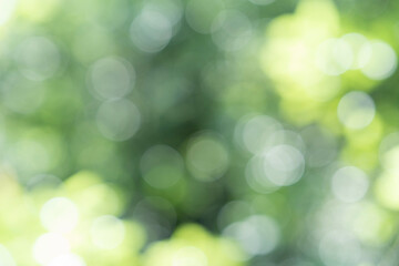 玉ボケ・丸ボケ（ 森の木々）背景素材 © TAGSTOCK2