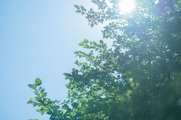 Fototapeta premium 逆光で輝く木々と青空