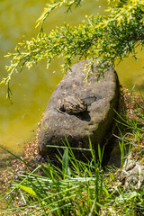 Frog are resting on partially submerged rocks in shallow, clear pond. Water glistens with sunlight, and green grass surrounds pond's edge, creating serene natural scene. Blurred background.