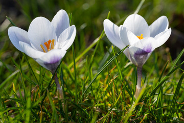 Zwrei weiße blühende Krokusse (Crocus), Nordrhein-Westfalen, Deutschland, Europa