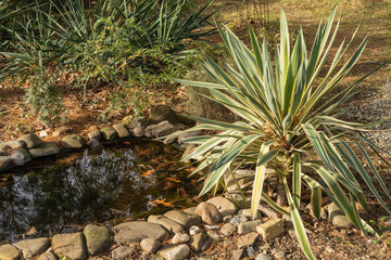Vibrant yucca plant with striped leaves stands tall near tranquil pond, surrounded by rocks and lush greenery, creating serene garden scene.