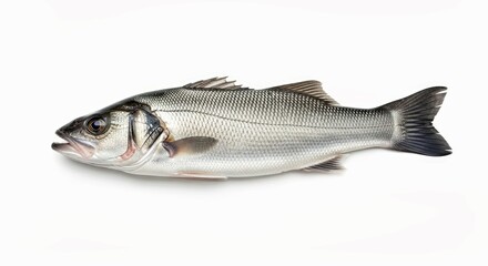 Fototapeta premium Single Fresh Sea Bass Fish Isolated on a Clean White Background Raw Seafood