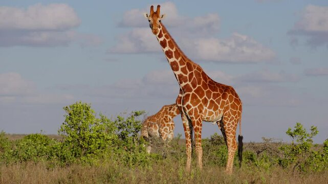 Very wide gimbal parallax of male Reticulated giraffe (Giraffa c. reticulata) standing watching camera in slightly cloudy morning in Kenya