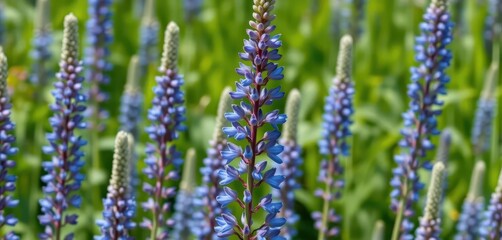 Fototapeta premium Towering blue Baptisia australis flower spikes, vibrant summer bloom, legume, garden