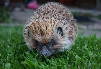 A curious hedgehog captured in close-up as it sniffs the dewy evening grass, with soft lighting and blurred background adding charm to this peaceful backyard wildlife encounter.