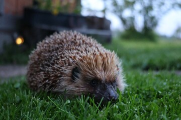 A close-up of a hedgehog exploring dewy grass at dusk, with soft evening light and a blurred garden background, capturing a peaceful wildlife moment in a backyard setting.