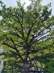 Tree Full of Pigeons at Batu Caves, Malaysia