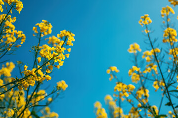 Canola crops in bloom, low angle view of yellow flower heads of rapeseed plants in field