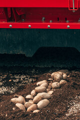 Potato harvesting machine in cultivated crop field