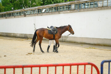 Brown horse and rider on equestrian event