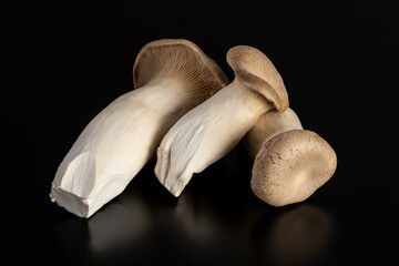 Fototapeta premium エリンギ