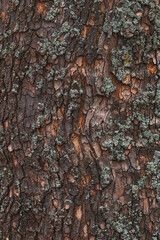 Old tree trunk crust as rough natural organic texture
