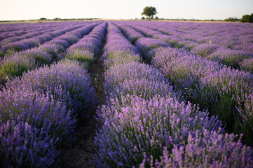 Naklejka premium Blooming lavender fields at sunset with warm golden light. Vibrant purple flowers stretching to the horizon create a peaceful and romantic summer landscape. Nature beauty and tranquility.