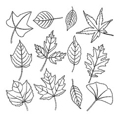 紅葉　秋の葉のイラスト　手描き風
