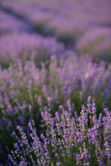 Obraz premium Blooming lavender fields at sunset with warm golden light. Vibrant purple flowers stretching to the horizon create a peaceful and romantic summer landscape. Nature beauty and tranquility.