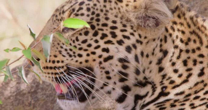 Extreme close-up of a Leopards (Panthera pardus) head panting in dry savannah grassland at midday in Kenya