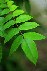 green leaves on a branch