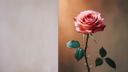 Vibrant Pink Rose in Full Bloom