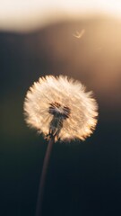 Obraz premium Dandelion seed head with water droplets in soft focus