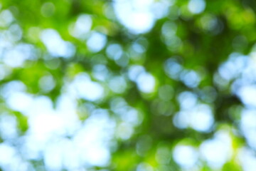 Obraz premium 新緑と光をぼかした春の背景イメージ