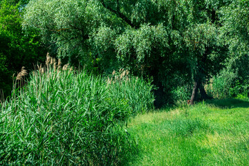 Summer landscape with bright green river vegetation.
