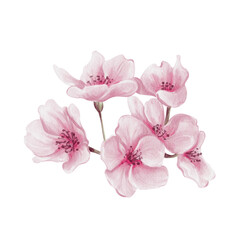 Pink sakura flowers. Small spring bouquet. Cherry blossom festival. Petals and buds. Spring blossom of trees. Watercolor illustration without background. Hand drawing.