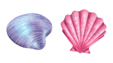 Purple, pink seashell. Watercolor illustration. Sketch of bivalve mollusk, scallop. Hand drawn isolated art. Wild underwater sea life. Shell for menu design, kids room, tourism. Exotic ocean fauna