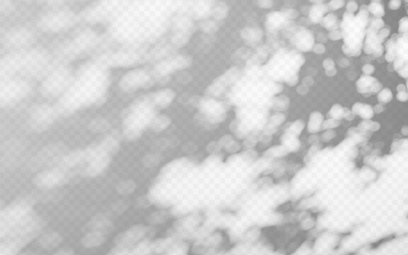 Abstract shadow overlay from tree branch on a transparent background.